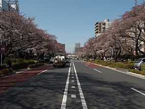 sakuranamiki sakuranamiki